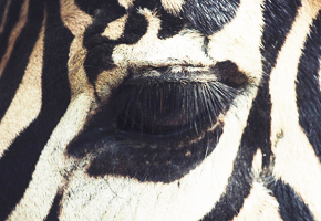 【 笼困 】动物园中绝望的眼睛